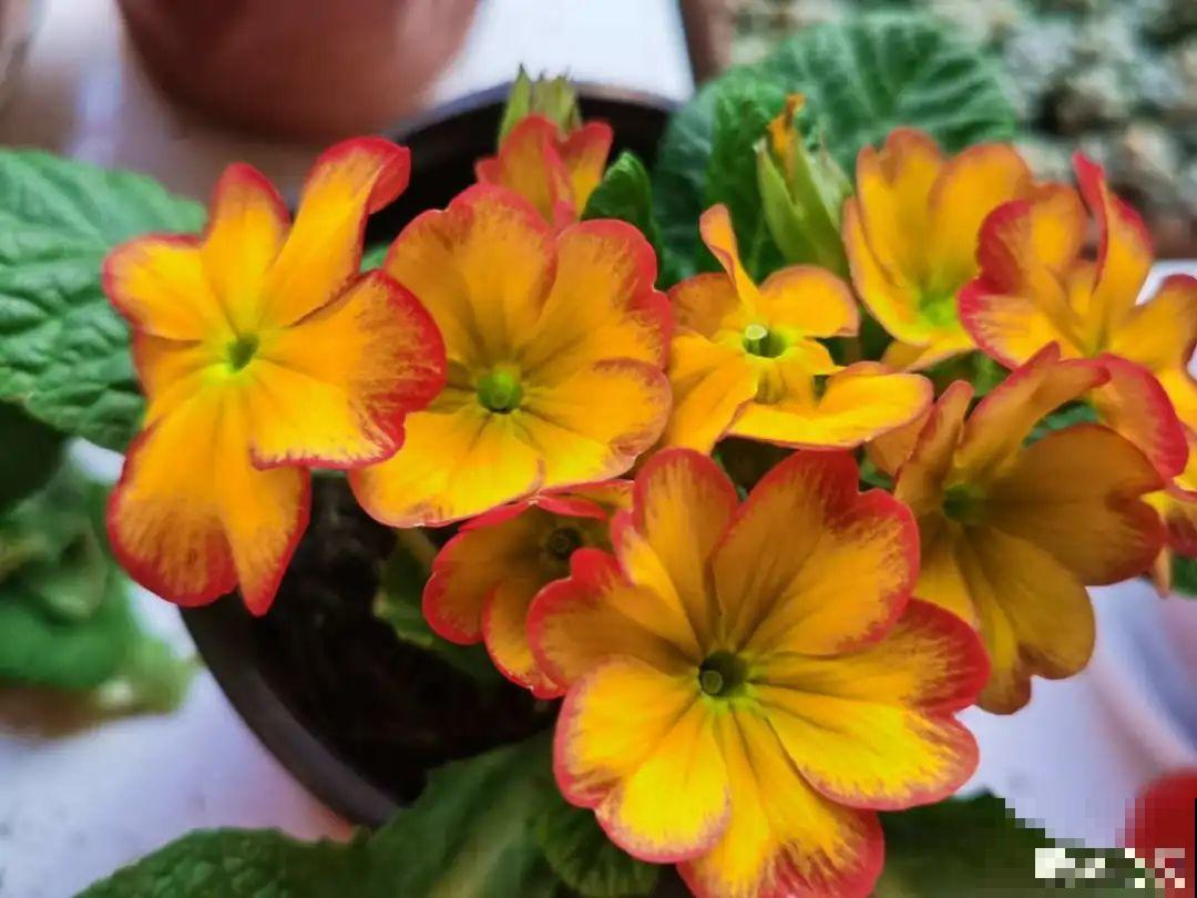 播种时间到,立秋后撒下去,冬春就开花 播种时间到,立秋后撒下去,冬春就开花