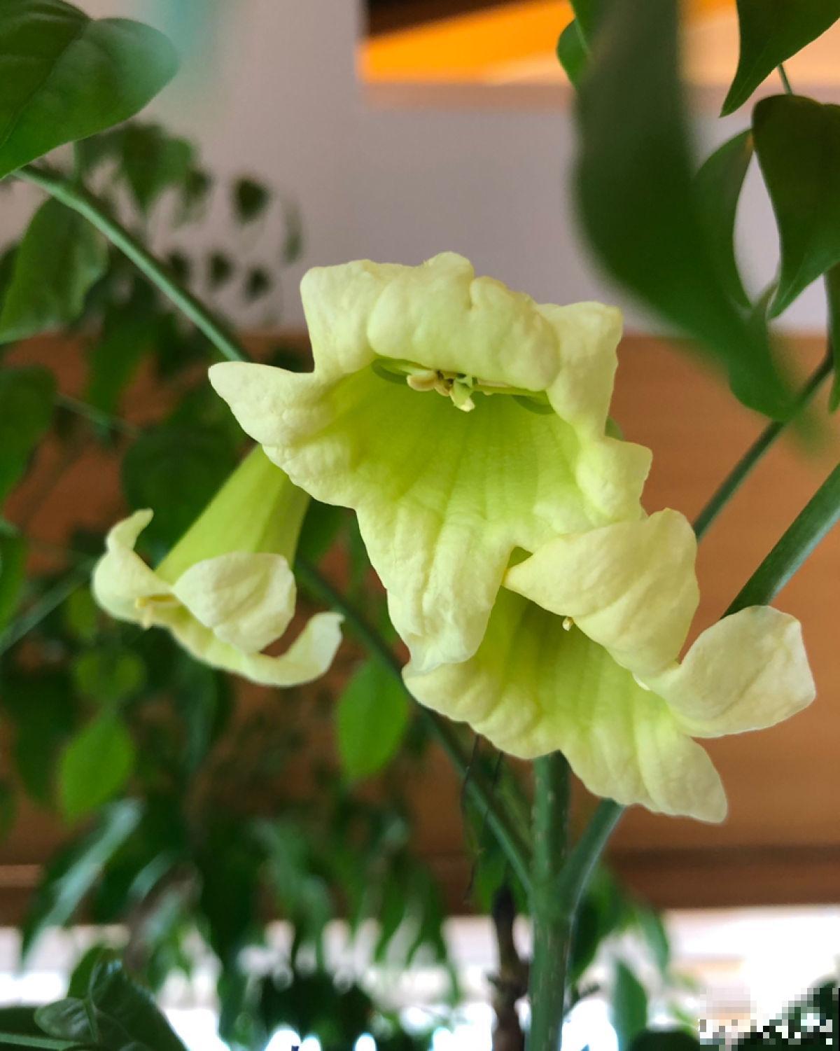 家里养的芦荟，开出一串大花箭，好运气要来了？