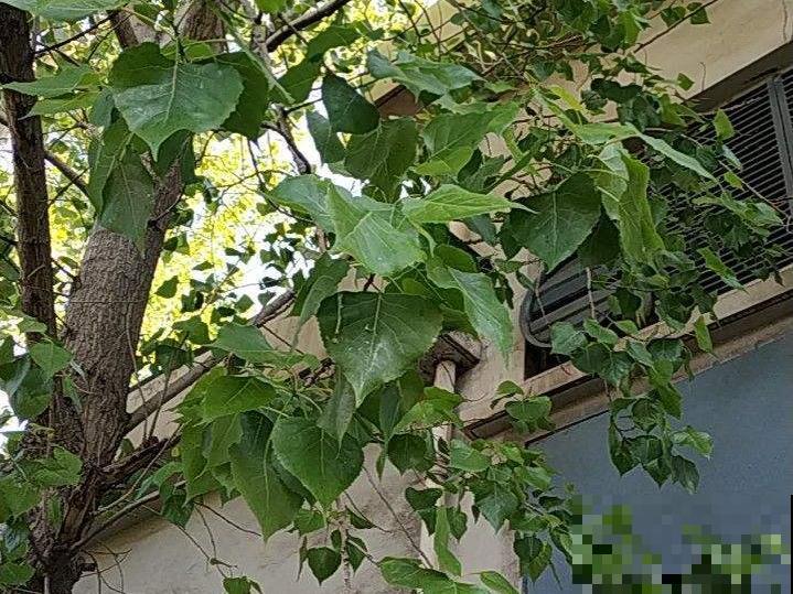 前不栽桑，后不栽柳，院中不种“鬼拍手”，是迷信还是智慧？