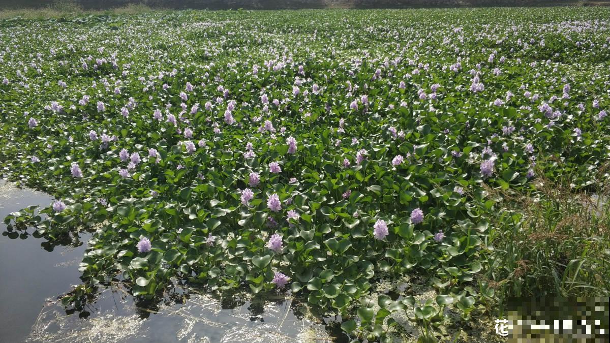 家有水缸别闲置,种种莲花,开满一盆无压力 家有水缸别闲置,种种莲花,开满一盆无压力