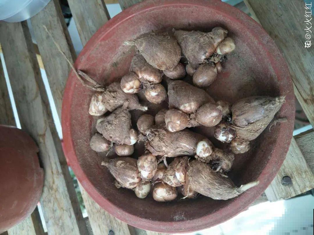 9种花,天热会“假死”,千万别丢了,秋天就苏醒 9种花,天热会“假死”,千万别丢了,秋天就苏醒