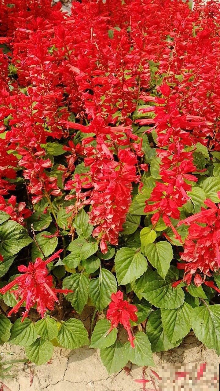 100种常见花,今天终于知道叫什么名了,建议收藏 100种常见花,今天终于知道叫什么名了,建议收藏