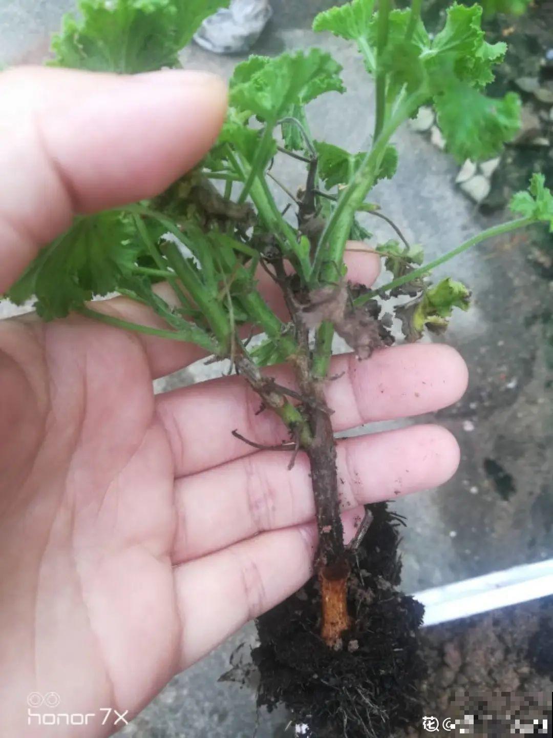 9种花,夏天休眠了,一定少浇水,否则越浇越死 9种花,夏天休眠了,一定少浇水,否则越浇越死