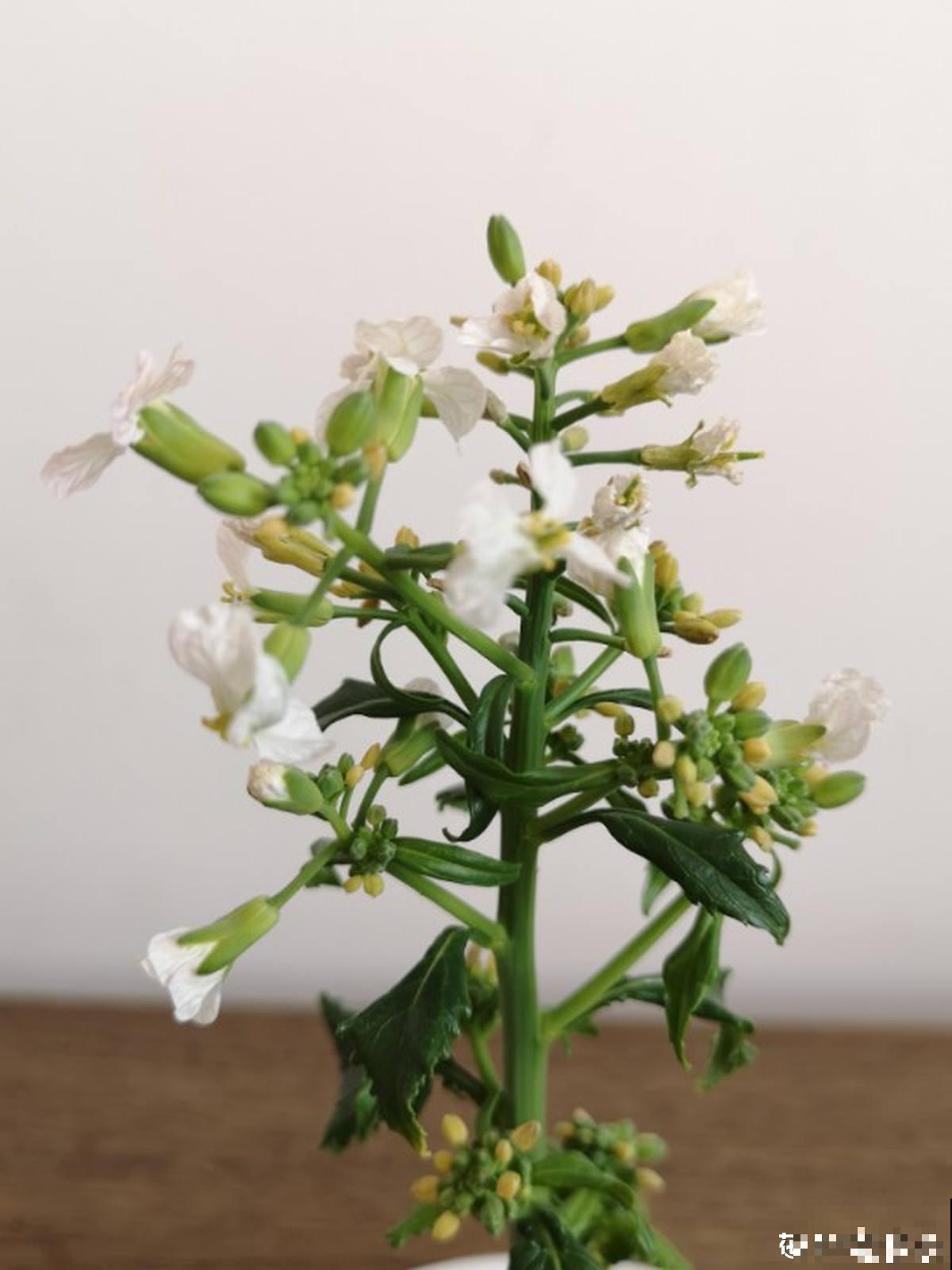 吃剩的蔬菜扔土里,长成清新绿植,怪好看的 吃剩的蔬菜扔土里,长成清新绿植,怪好看的