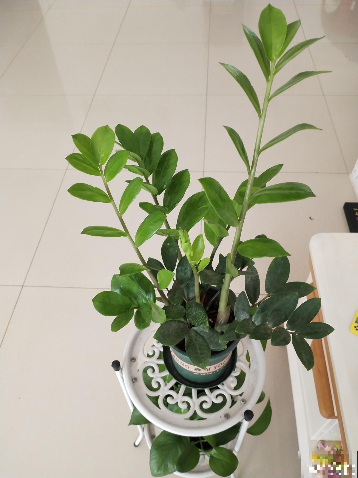 植物中的“老酒鬼”,一天一勺啤酒,叶子油亮花开爆 植物中的“老酒鬼”,一天一勺啤酒,叶子油亮花开爆