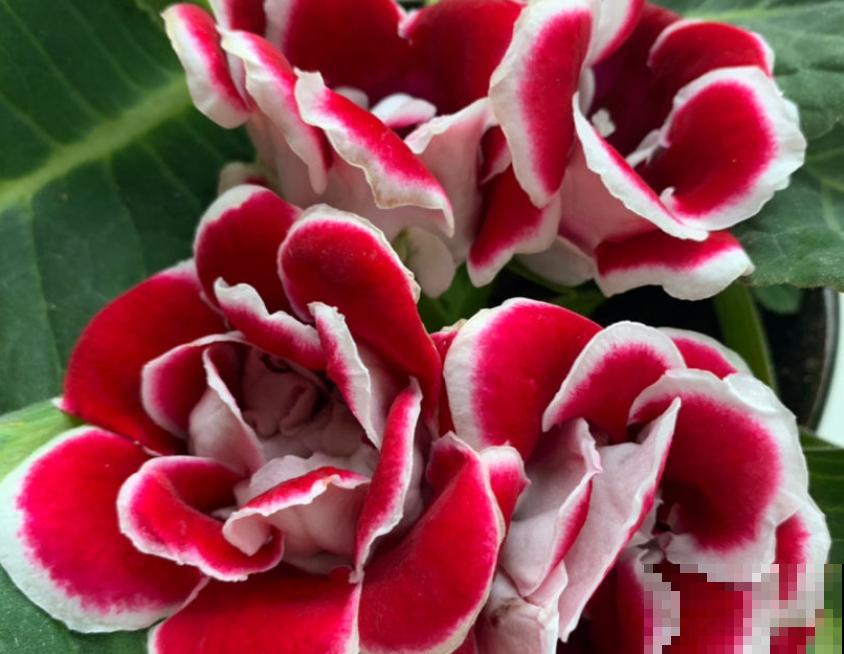 天气太热不好生长，4种害怕强光的植株，看看有你养的吗