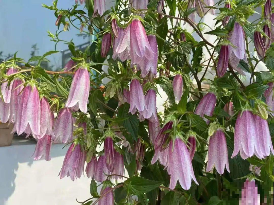 仙气飘飘的花，颜值高、花期长，养一盆不亏