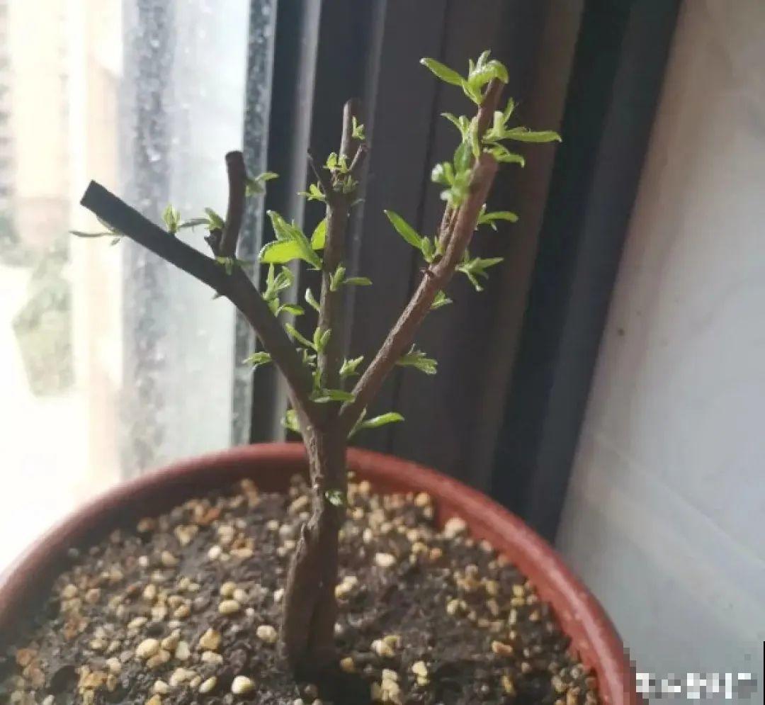 夏天养杜鹃，真是够难的，要注意6个要点