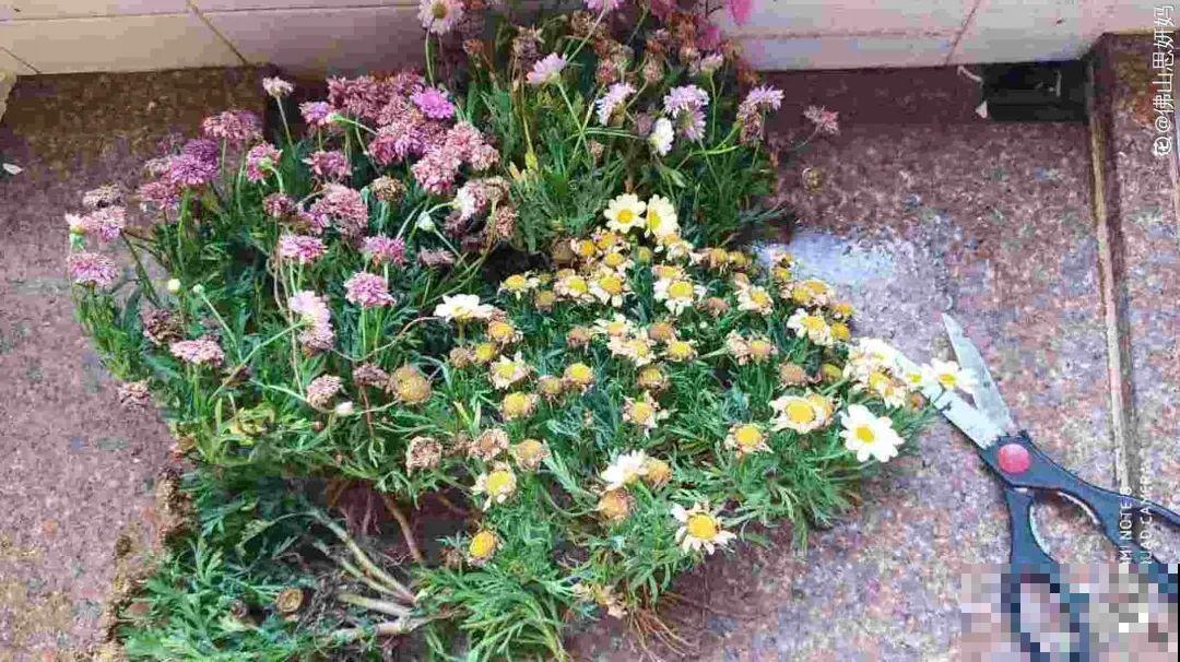 绿化带“壕”无人性，10万块的花堆一起，你认识几个？