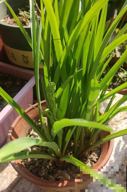 植物界的守夜花，你知道几个？悄无声息做地上“白月光”