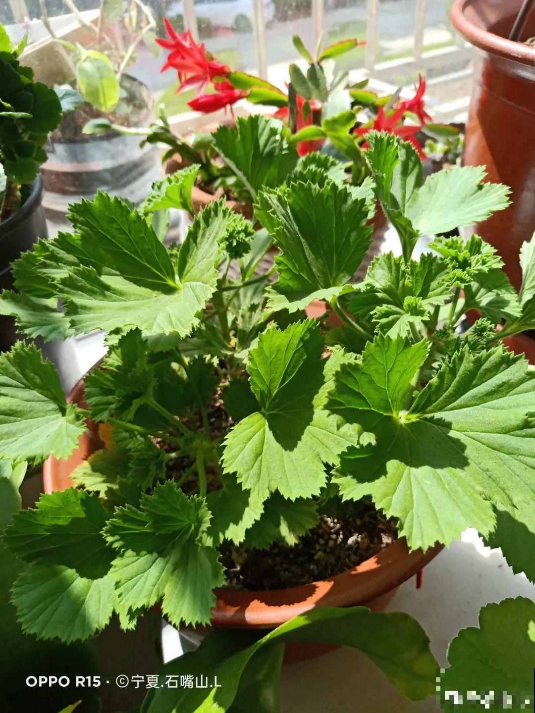 初秋8种花不能剪，轻则不开花，严重可能剩空盆