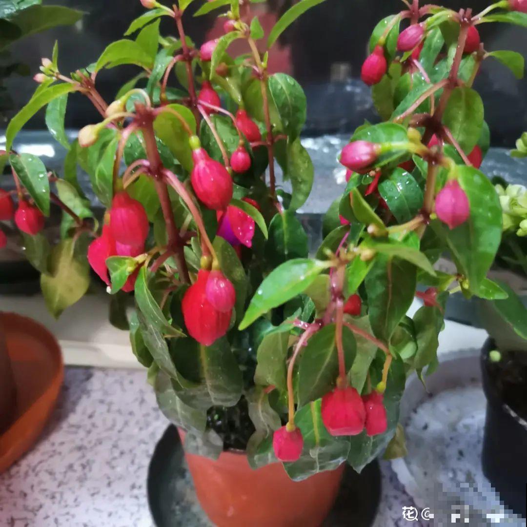 天热就别买这7种花，难养活，正休眠，养死了还浪费钱