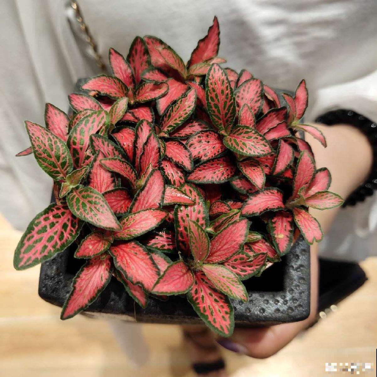 别养绿萝了,这6种彩叶花,家里没光也能养,颜值超高 别养绿萝了,这6种彩叶花,家里没光也能养,颜值超高