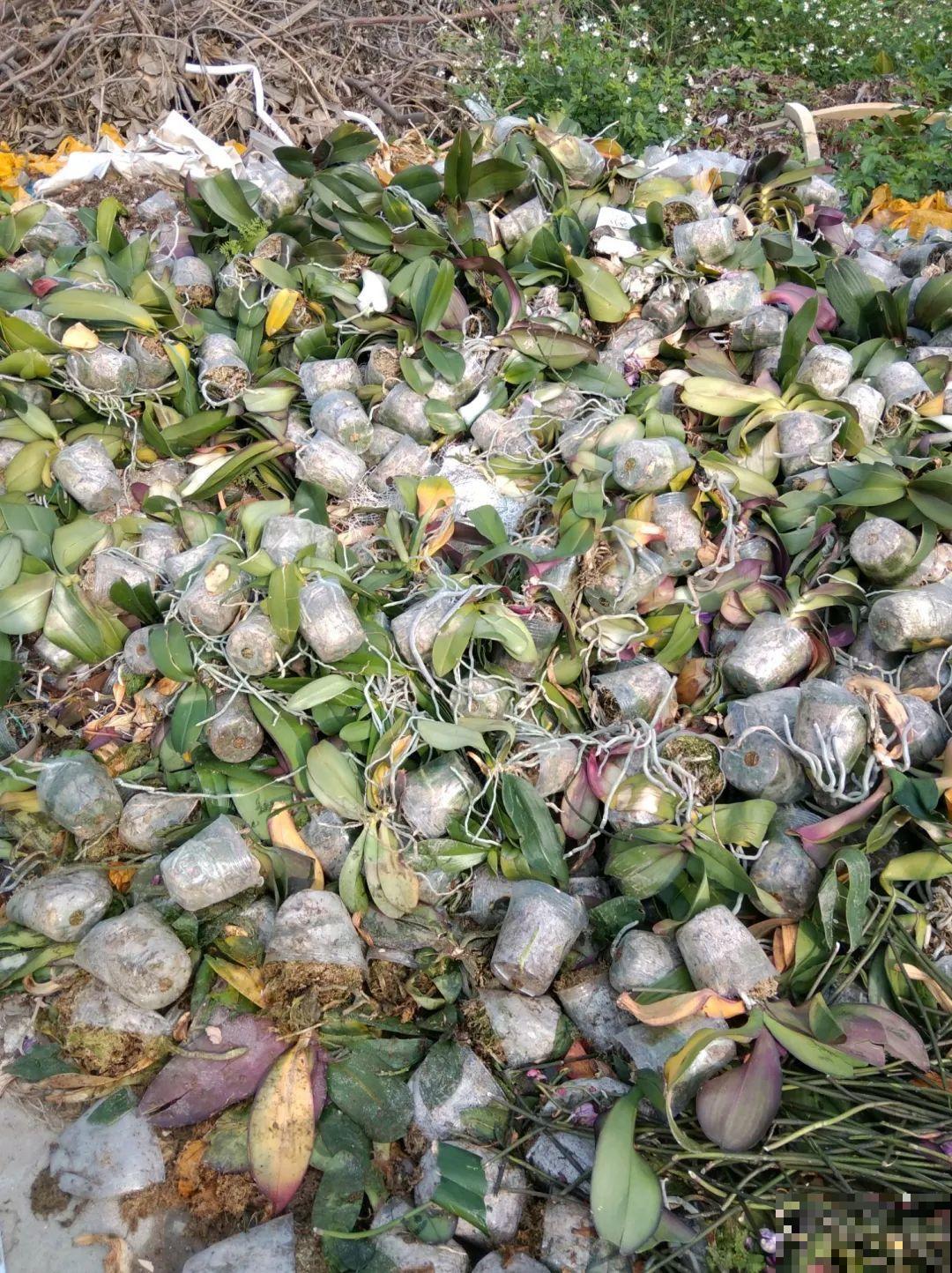 平时的“贵货花”,路边扔了一卡车,赶紧捡回家 平时的“贵货花”,路边扔了一卡车,赶紧捡回家