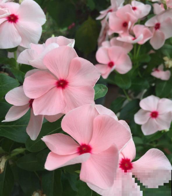 20种常见花,一句话说到浇水要点,赶紧学学 20种常见花,一句话说到浇水要点,赶紧学学