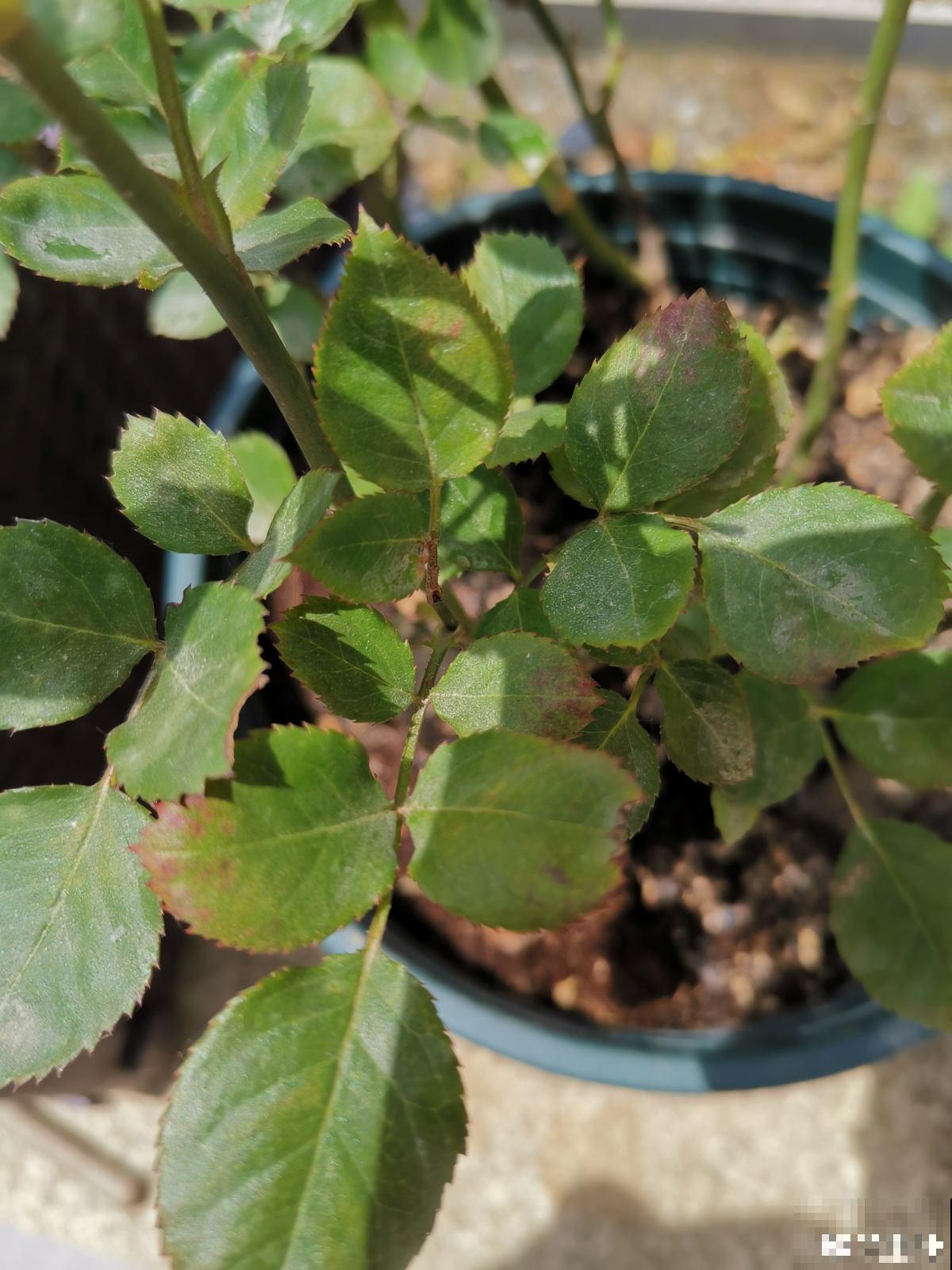 月季得了黑腐病,全株都枯萎,赶紧预防! 月季得了黑腐病,全株都枯萎,赶紧预防!