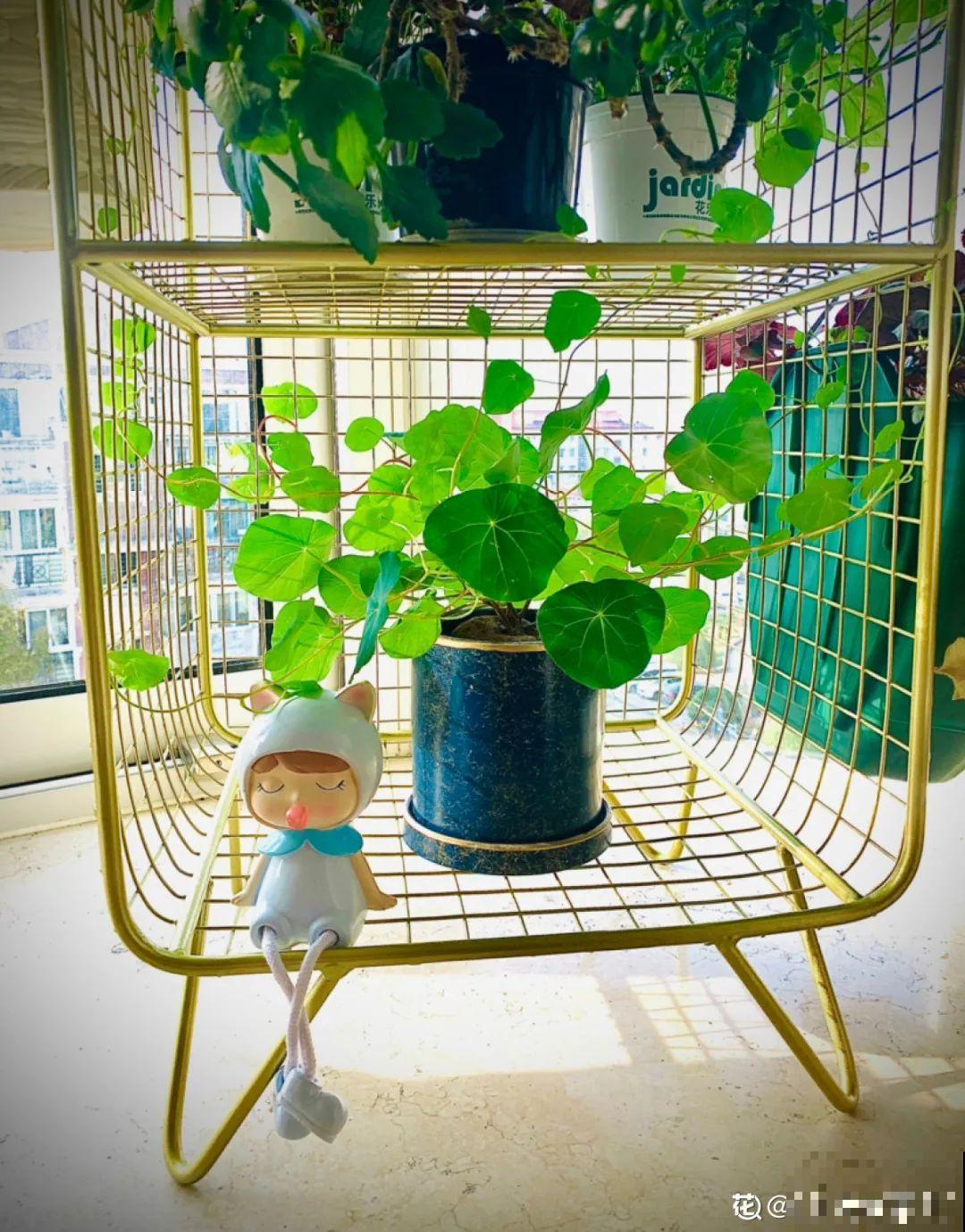 10种花,看着贵气有格调,实际价格很便宜 10种花,看着贵气有格调,实际价格很便宜