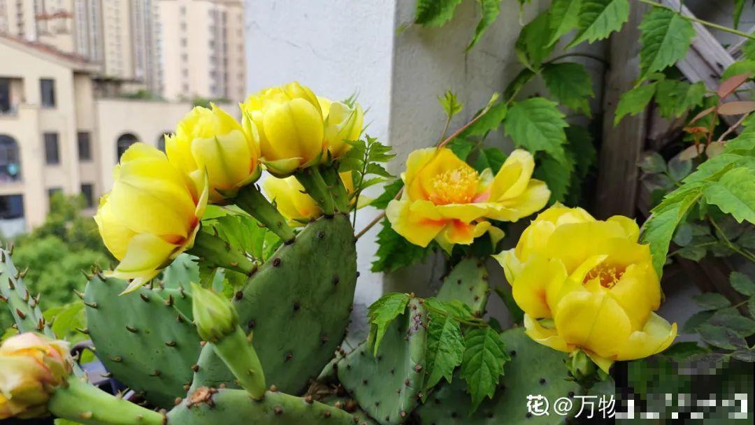 6种多肉，夏天不休眠，而且疯狂生长