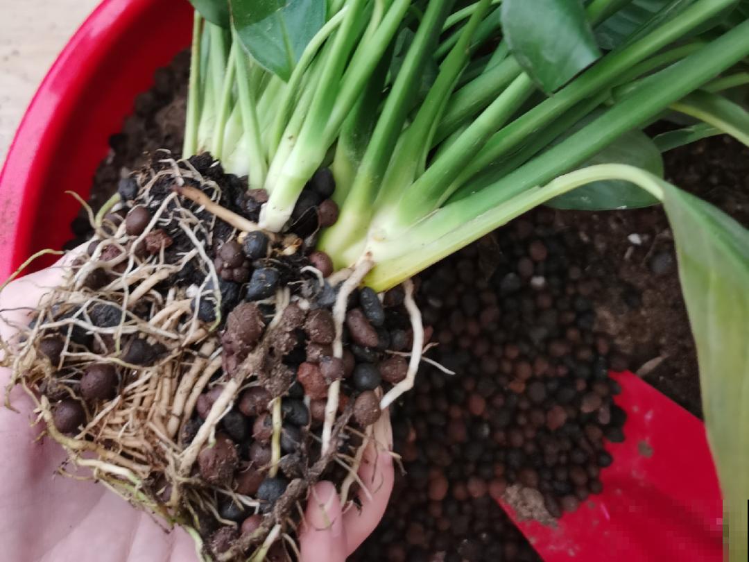 7种花，立秋后换盆，秋冬才能越养越好