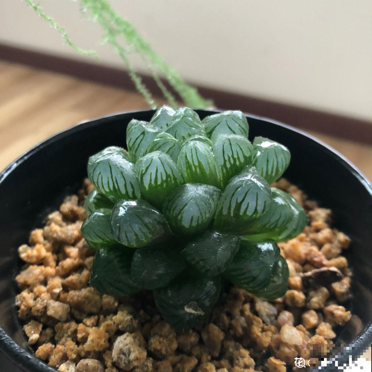 养花8年,总结出6个“坑”,早看早避开 养花8年,总结出6个“坑”,早看早避开