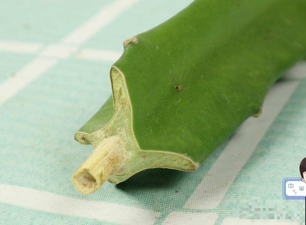 养了30年的玉树,扦插开出9色花,快来沾沾喜气 养了30年的玉树,扦插开出9色花,快来沾沾喜气