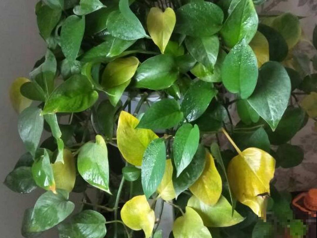 7种花，立秋后换盆，秋冬才能越养越好