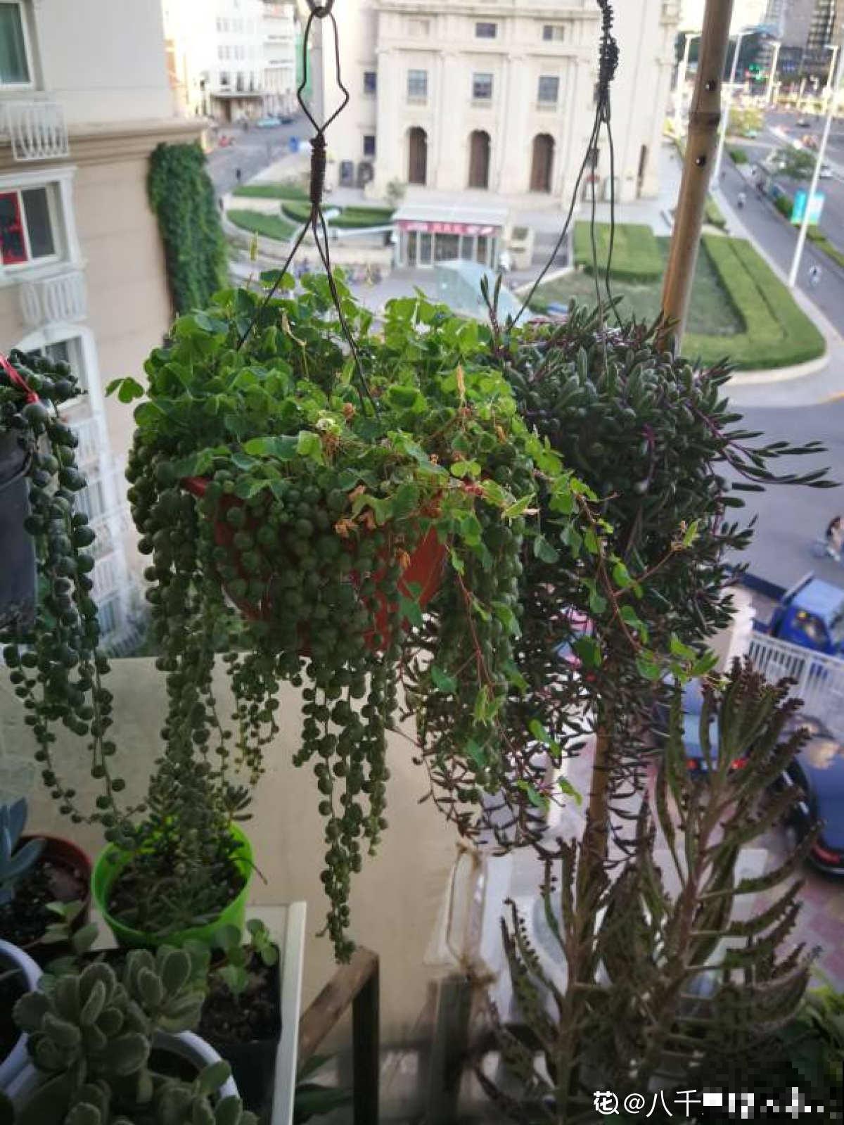 养腻了吊兰，试试佛珠吊兰，“垂流直下”长不停