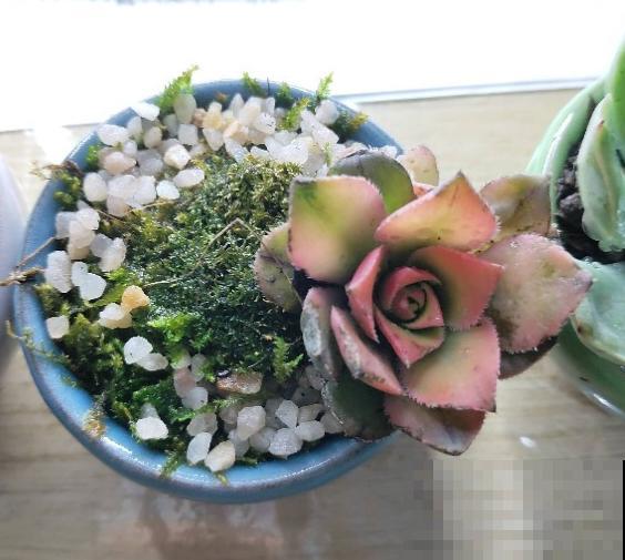 别看苔藓薄薄一层，用处真不少，还特别好养活