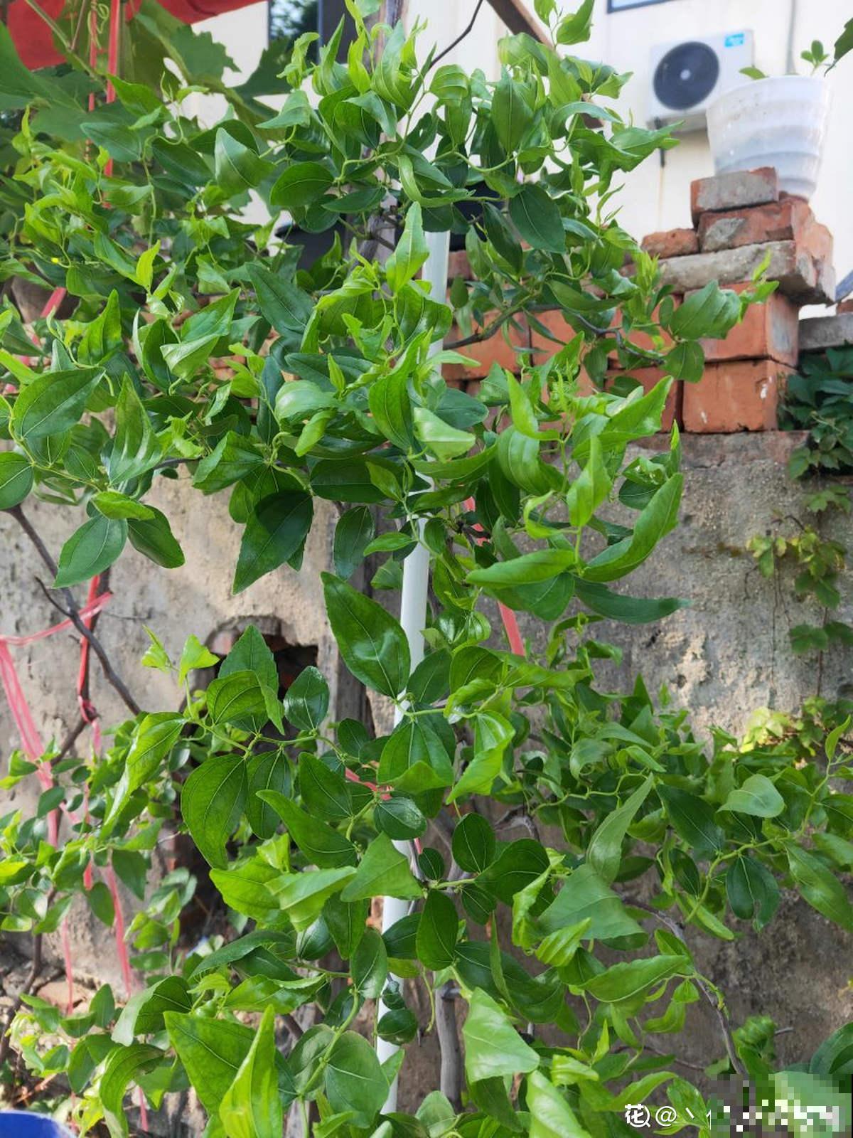 “我家门前两棵树”，3步养枣树，红红绿绿挂枝头