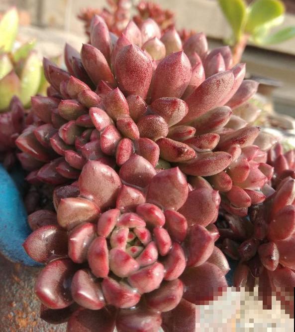 红宝石由绿变红,只需注意这5点,从众多肉中脱颖而出 红宝石由绿变红,只需注意这5点,从众多肉中脱颖而出