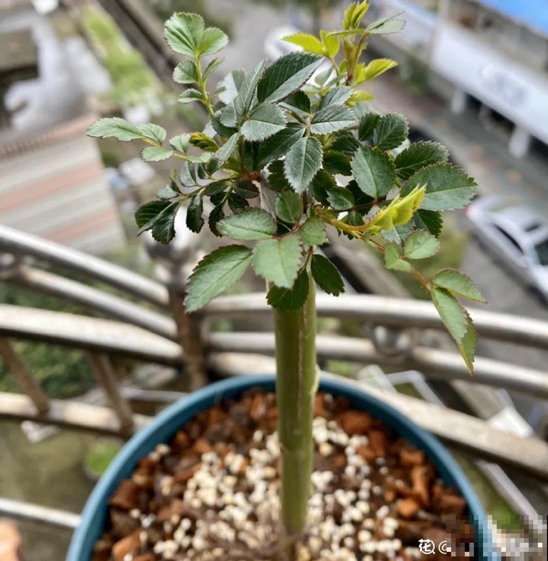 养了30年的玉树,扦插开出9色花,快来沾沾喜气 养了30年的玉树,扦插开出9色花,快来沾沾喜气