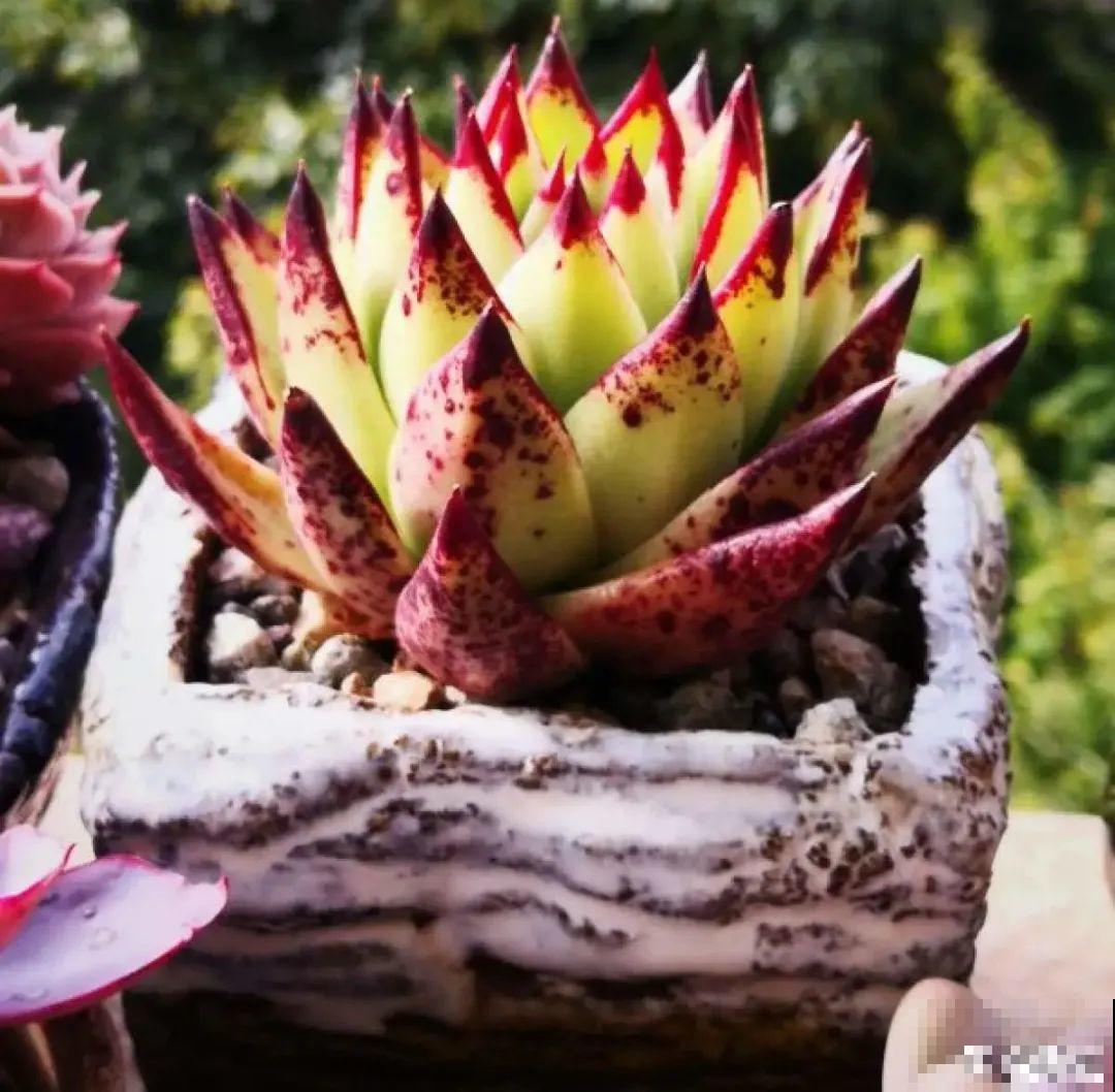 虎皮兰浅盆养，小芽嗖嗖冒，满盆都是新芽