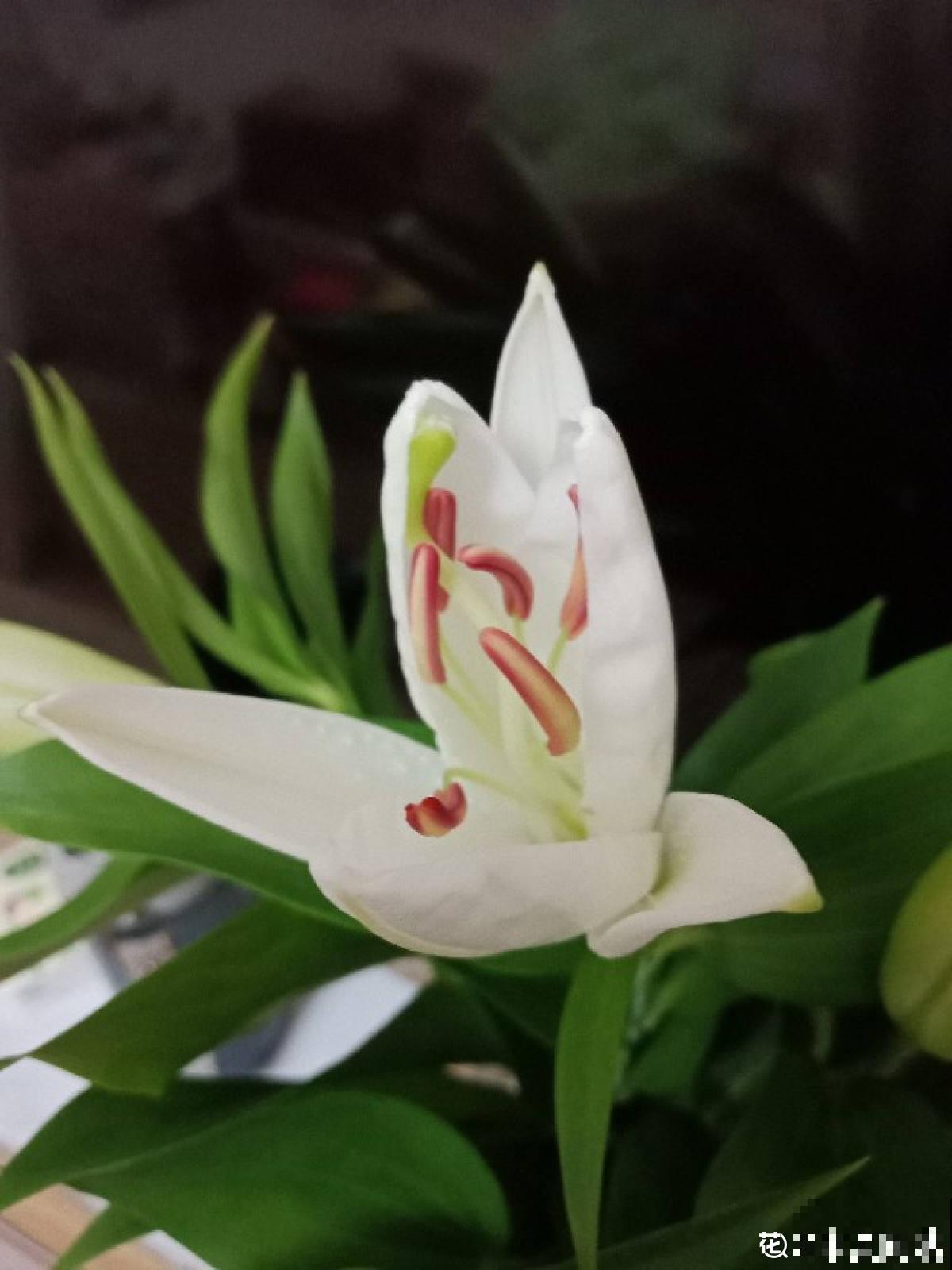 遇到这4种花，请主动远离，闻久了有麻烦