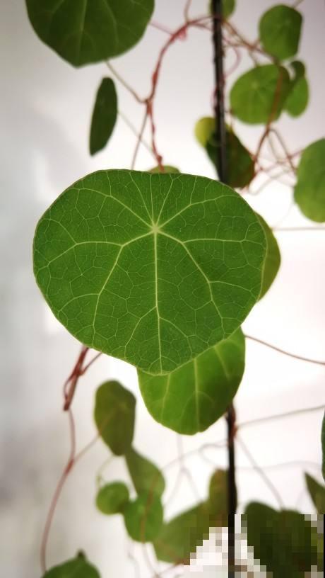 外观像土豆的“山乌龟”,模样虽然丑,却能养成绿窗帘 外观像土豆的“山乌龟”,模样虽然丑,却能养成绿窗帘