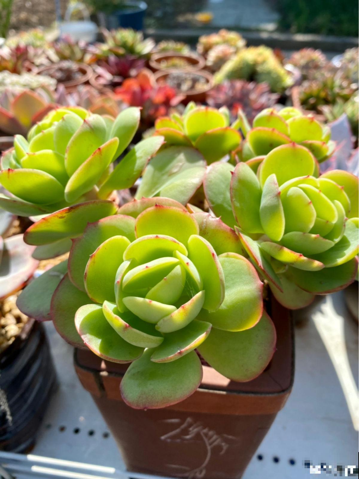 高温预警，先别种这4种花，夏天养好算我输