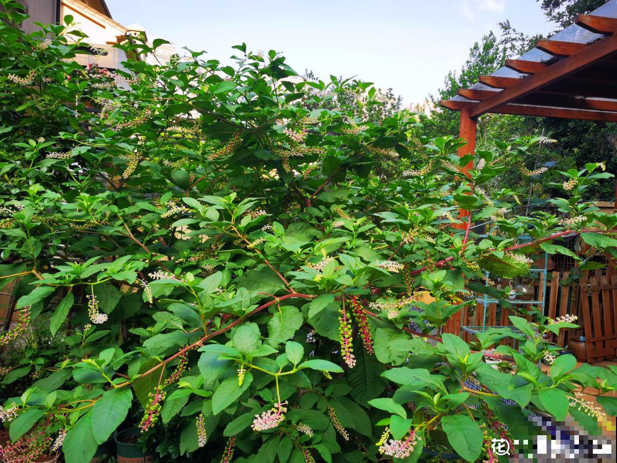 真正适合养花的院子，都有4个特点，利用好了院子变花园