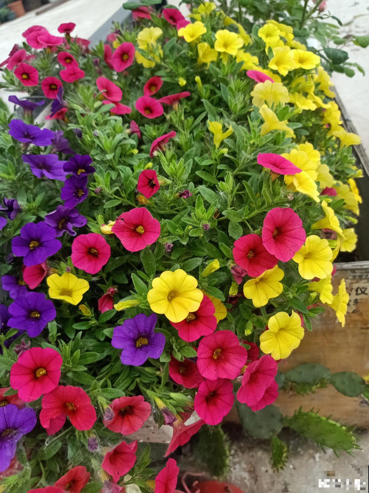 秋天是养草花的季节，12种草花现在播种，俩月就能开花