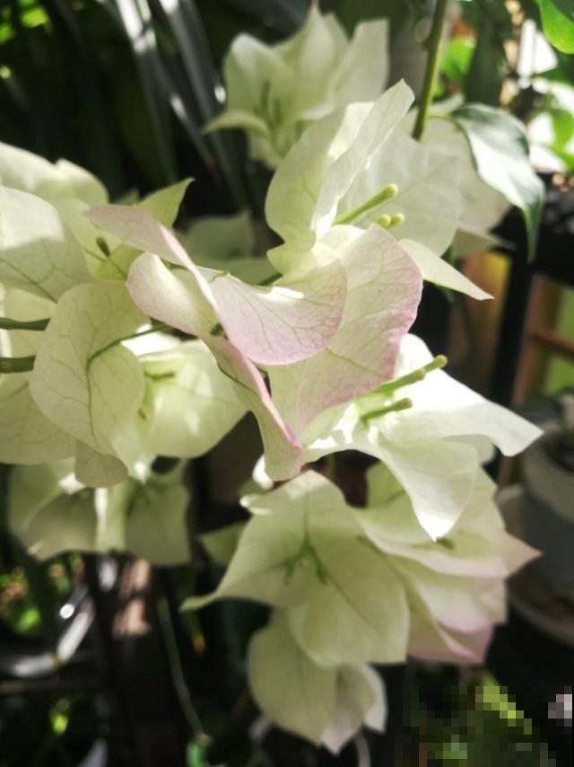 耐旱皮实的三角梅，一年能开大半年，真怕累坏它