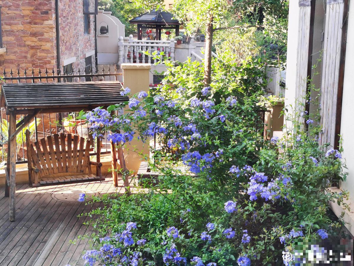 精致的农村院子，主要是种了这4种花，爬藤地栽木本都有