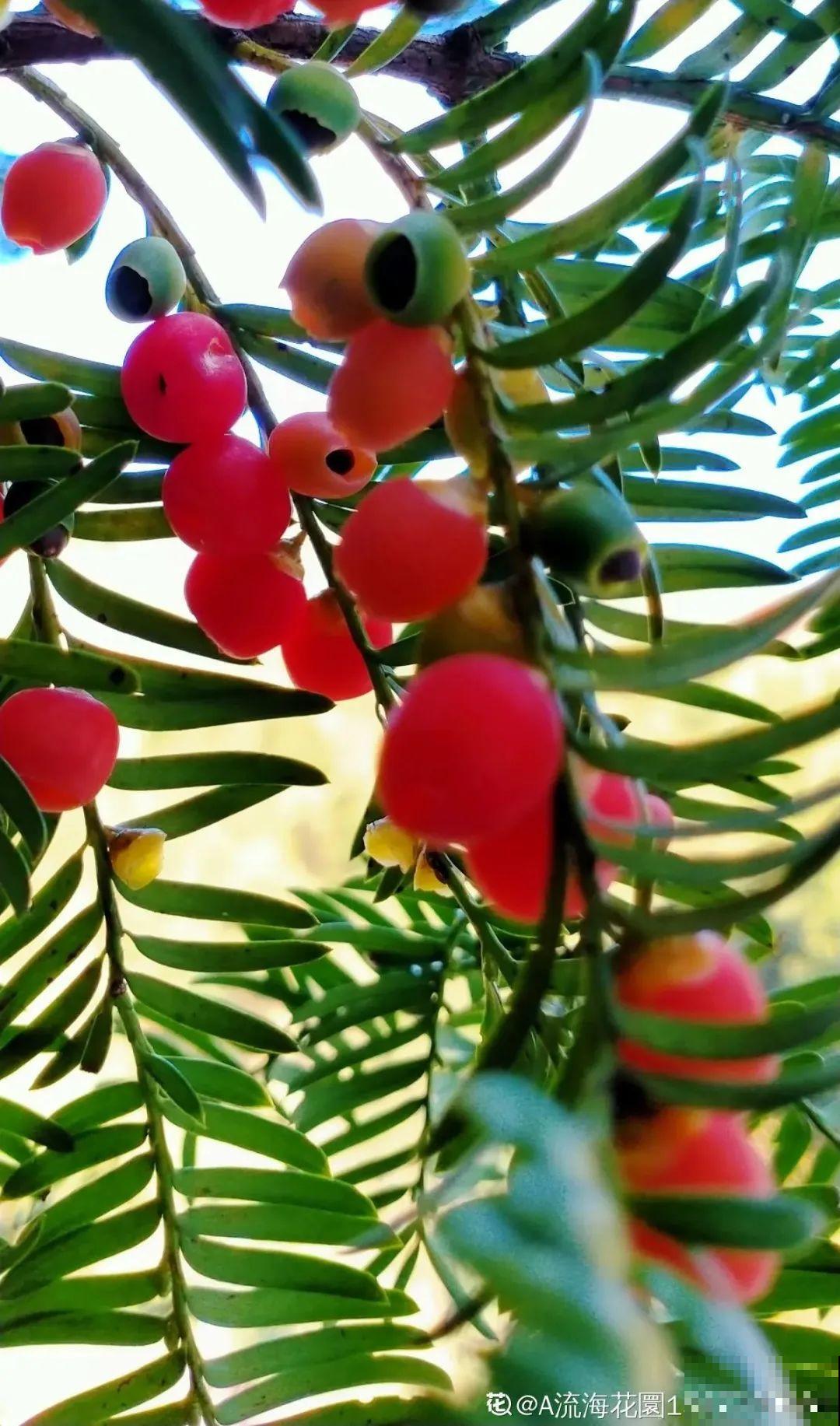 看到稀奇花，不认识的别去挖，可能会触犯法律