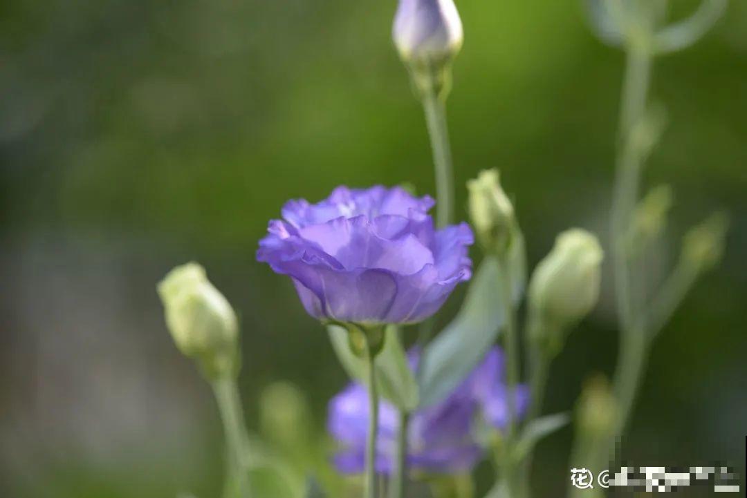 有个小院种种菜,养点花草,忘记半生喧嚣 有个小院种种菜,养点花草,忘记半生喧嚣
