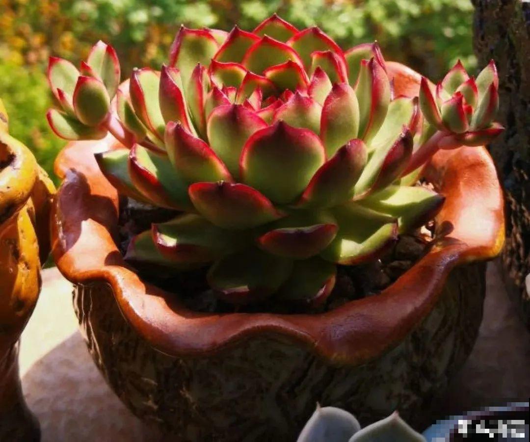 夏天养多肉，别人的绿徒摊，她的却美萌艳，太美了