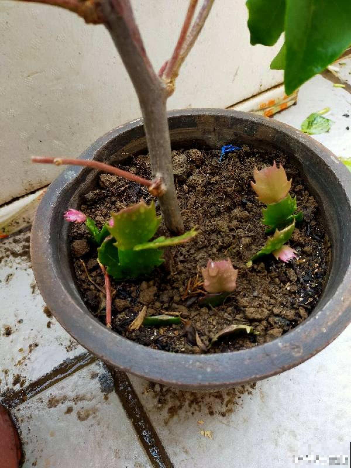 秋天给花换盆,要注意3要点,植物越长越壮 秋天给花换盆,要注意3要点,植物越长越壮