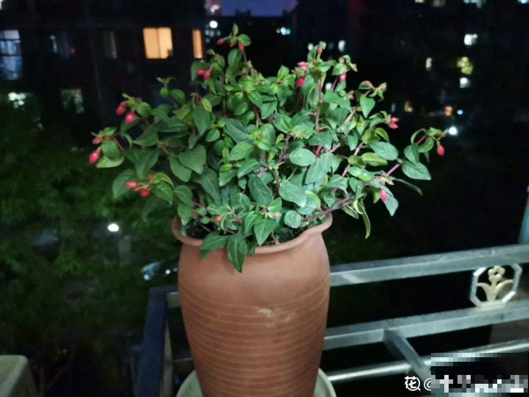 倒挂金钟长成一棵树，年年都开花，咋养的？