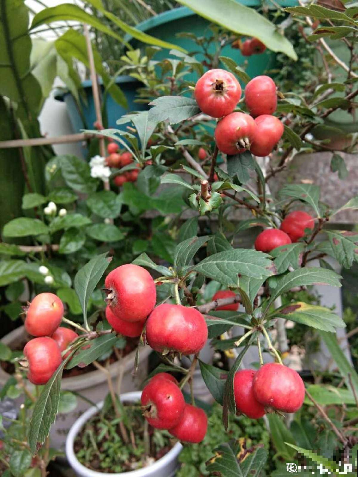 老中医爱养的60种植物，图文并茂特详细，种一盆养人养身心