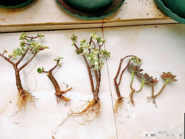 三伏天,8种花进入“鬼门关”,切莫大意 三伏天,8种花进入“鬼门关”,切莫大意