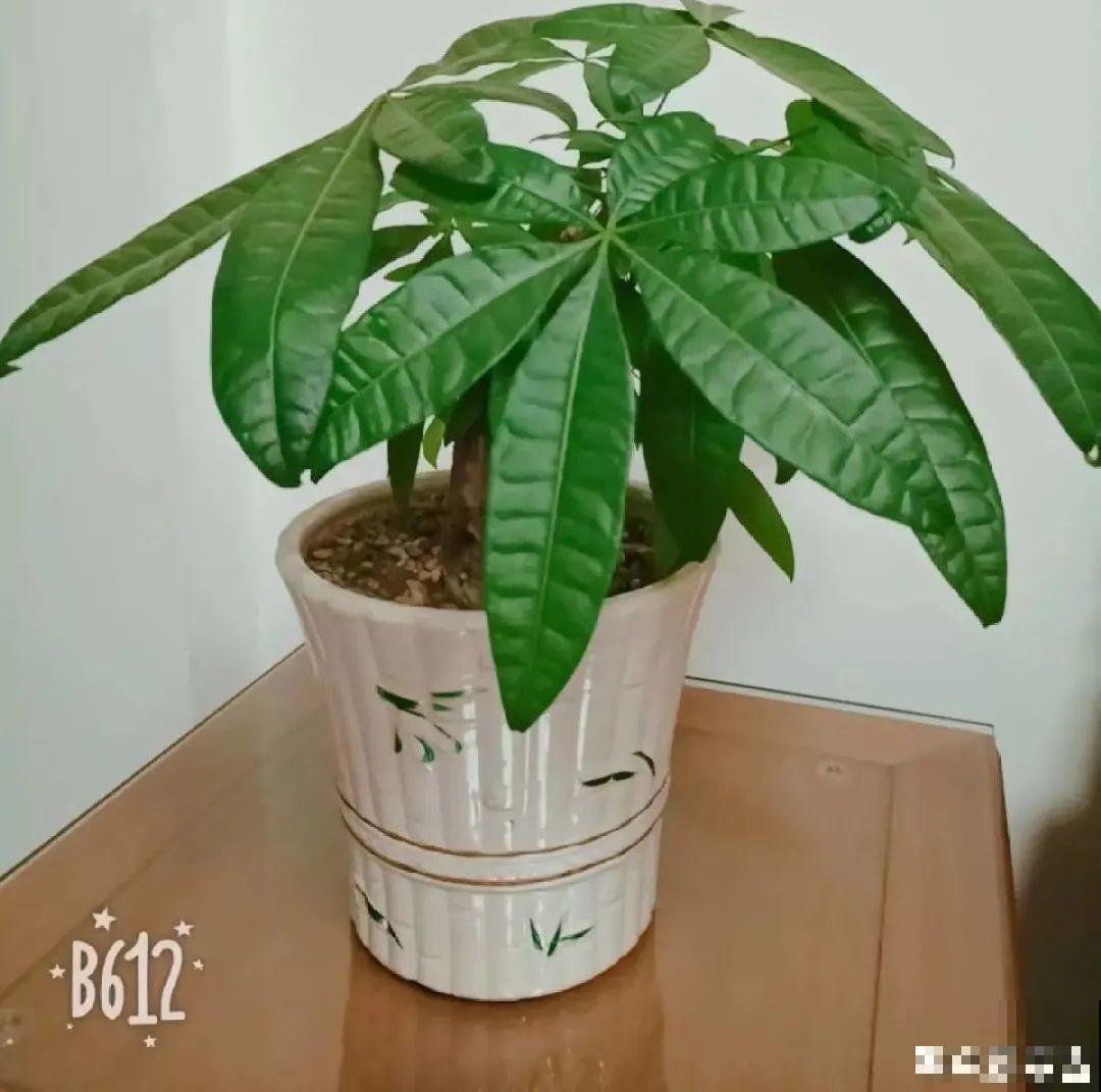 夏天养花，就怕乱浇水，千万不能积水