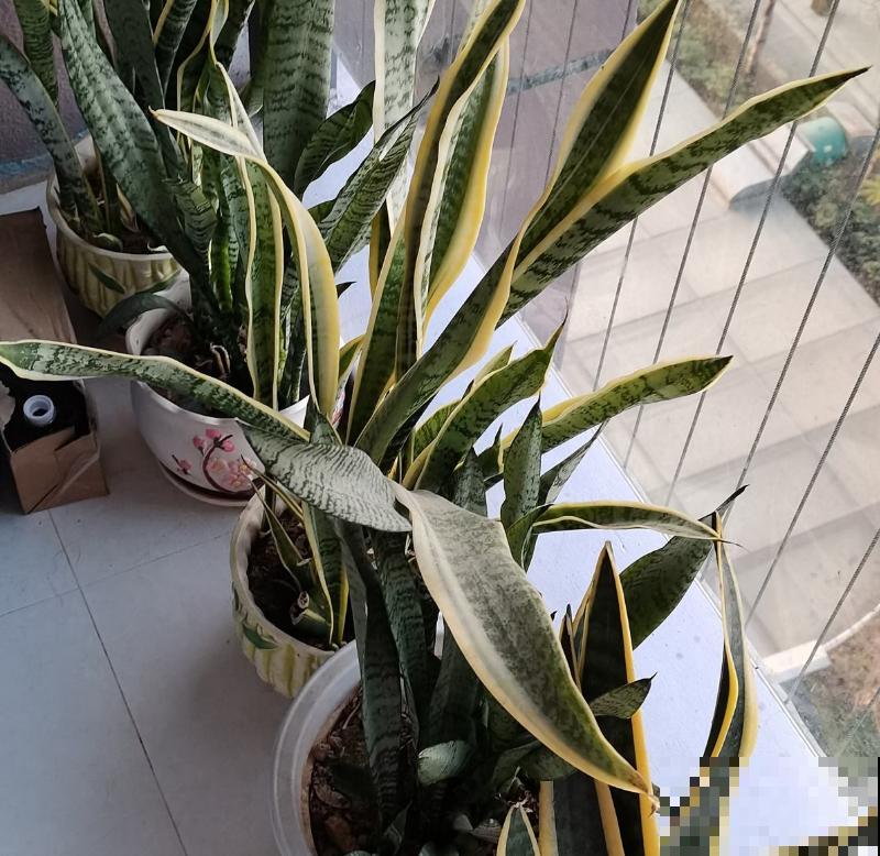 前方有花粉，花粉过敏者请小心！当然，也有花对你友好