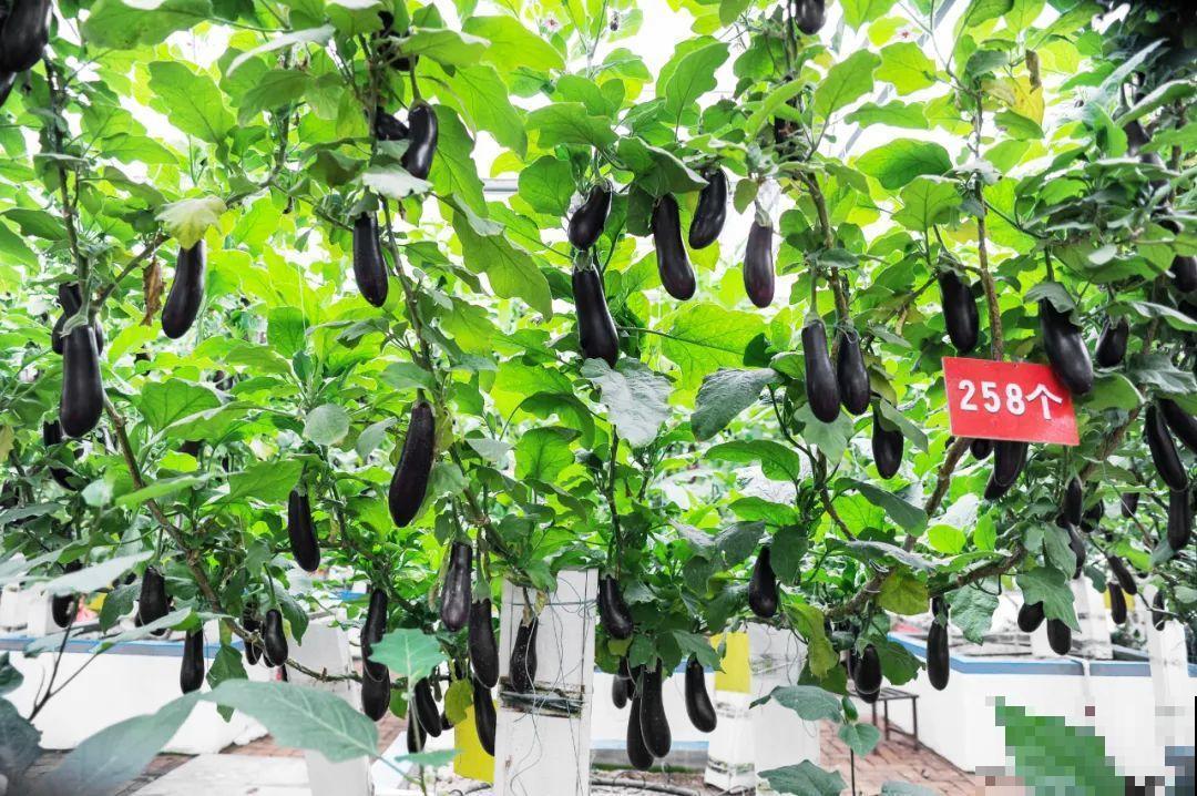 15万块钱的一个蜜瓜，到底有多好吃？