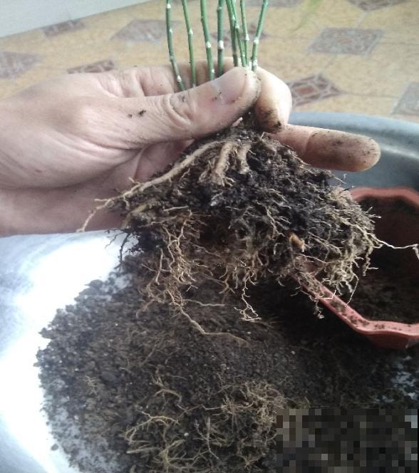 快死的花别丢掉，找对方法补救一下，还能重焕生机